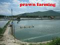 090010 prawn farm